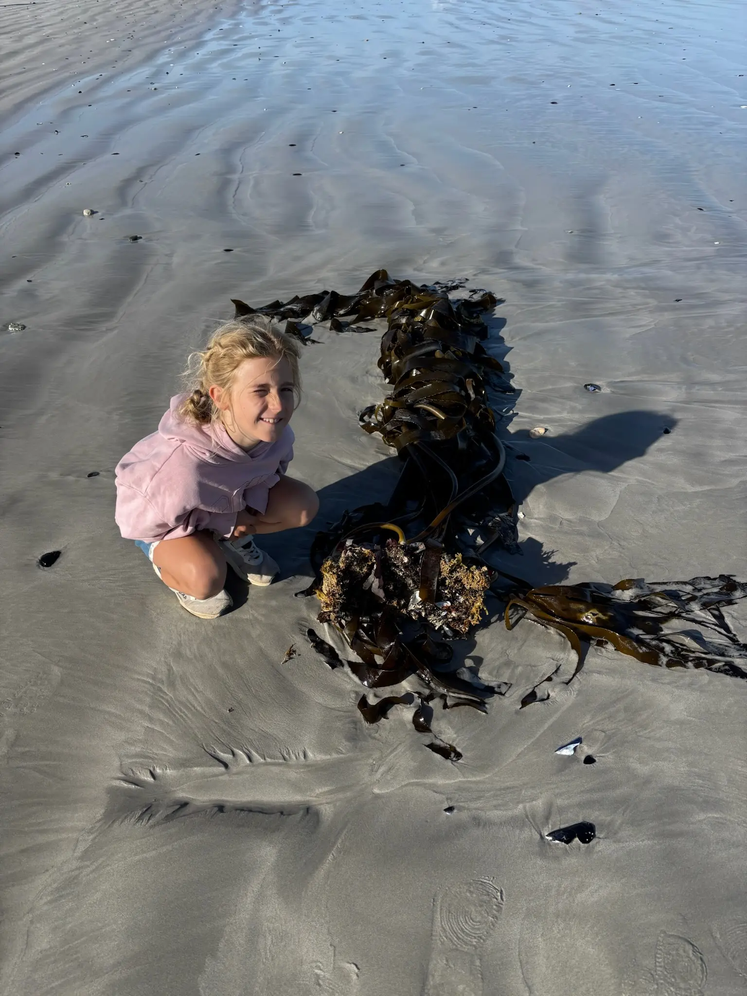 Merle hockt am Strand neben einem riesigen Seetang